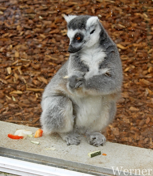 IMG_3395-12d_RAMc_Weekend-Giethoorn_2025-09-13-za_Pantropica@Lutt