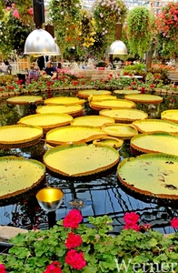 IMG_3396-12d_RAMc_Weekend-Giethoorn_2025-09-13-za_Pantropica@Lutt