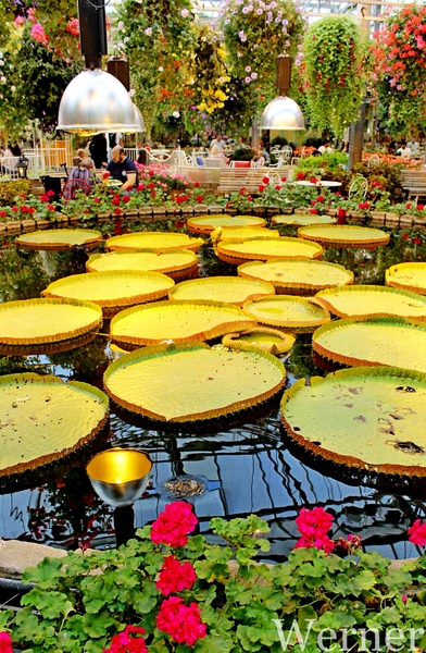 IMG_3396-12d_RAMc_Weekend-Giethoorn_2025-09-13-za_Pantropica@Lutt