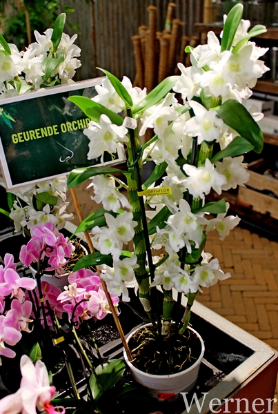 IMG_3159-12d_RAMc_Weekend-Giethoorn_2025-09-13-za_onderweg_Pantro