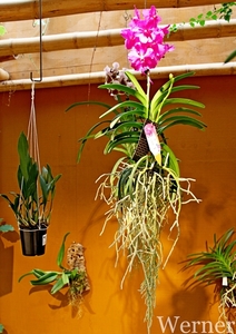 IMG_3161-12d_RAMc_Weekend-Giethoorn_2025-09-13-za_onderweg_Pantro