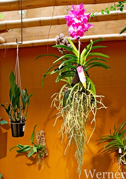 IMG_3161-12d_RAMc_Weekend-Giethoorn_2025-09-13-za_onderweg_Pantro