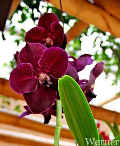 IMG_3163-12d_RAMc_Weekend-Giethoorn_2025-09-13-za_onderweg_Pantro