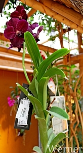 IMG_3163-12d_RAMc_Weekend-Giethoorn_2025-09-13-za_onderweg_Pantro