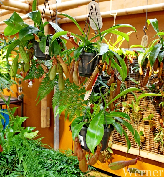 IMG_3164-12d_RAMc_Weekend-Giethoorn_2025-09-13-za_Pantropica@Lutt