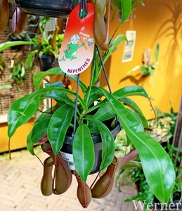 IMG_3165-12d_RAMc_Weekend-Giethoorn_2025-09-13-za_Pantropica@Lutt