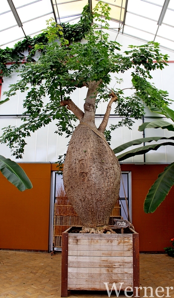 IMG_3167-12d_RAMc_Weekend-Giethoorn_2025-09-13-za_Pantropica@Lutt