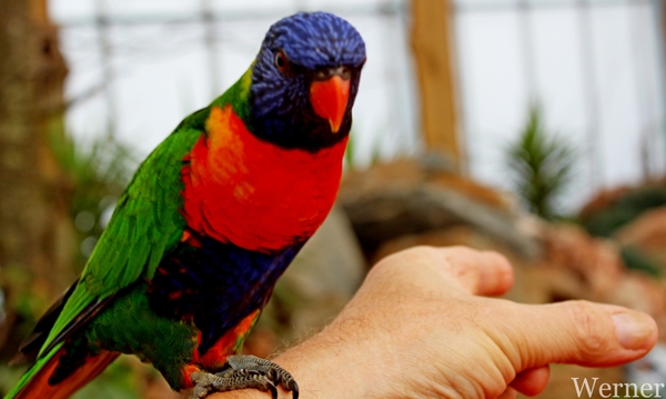 IMG_3173-12d_____Lori_waar-blijft-dat-eten-nu