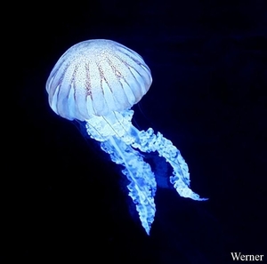 20250918_124945-S25_2025-09-18-do_vvk-Mech_2caps_Nausicaá_kleine