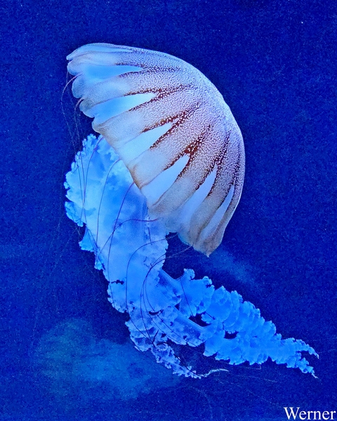 20250918_125009-S25_2025-09-18-do_vvk-Mech_2caps_Nausicaá_kleine