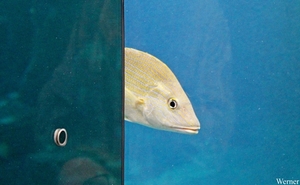 IMG_3593-12d-2025-09-18-do_vvk-Mech_2caps_Nausicaá_piep_verlegen