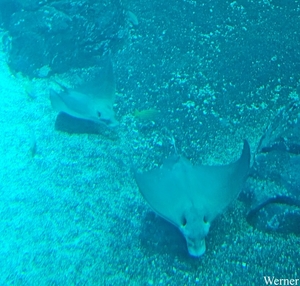 20250918_125223-S25_2025-09-18-do_vvk-Mech_2caps_Nausicaá_roggen