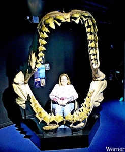 IMG_3597-12d-2025-09-18-do_vvk-Mech_2caps_Nausicaá_Carcharodon-M