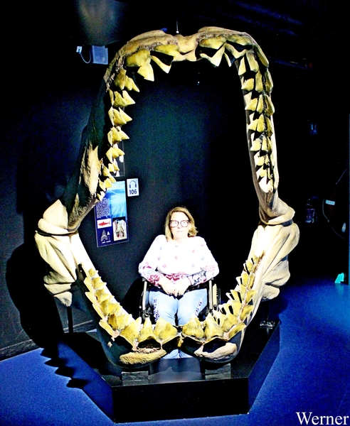 IMG_3597-12d-2025-09-18-do_vvk-Mech_2caps_Nausicaá_Carcharodon-M