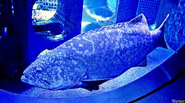 IMG_3604-12d_2025-09-18-do_vvk-Mech_2caps_Nausicaá_reuzen-zeebaa