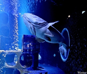 20250918_130017-S25_2025-09-18-do_vvk-Mech_2caps_Nausicaá_tand-b