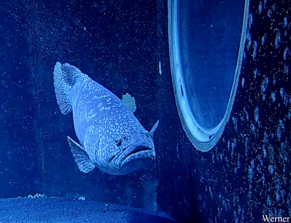 20250918_130029-S25_2025-09-18-do_vvk-Mech_2caps_Nausicaá_tand-b