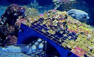 20250918_130244-S25_2025-09-18-do_vvk-Mech_2caps_Nausicaá_luipaa