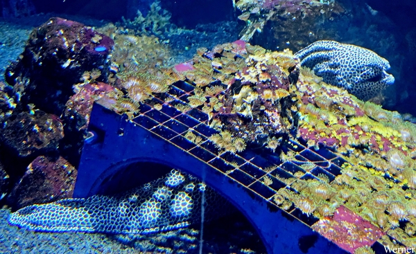 20250918_130244-S25_2025-09-18-do_vvk-Mech_2caps_Nausicaá_luipaa