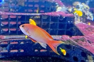 -S25_2025-09-18-do_vvk-Mech_2caps_Nausicaá_Pseudanthias-Luzonens