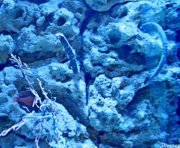 IMG_3622-12d_2025-09-18-do_vvk-Mech_2caps_Nausicaá_worm-vis-QQQ