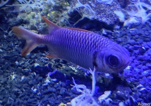 20250918_131210-S25_2025-09-18-do_vvk-Mech_2caps_Nausicaá_soldat