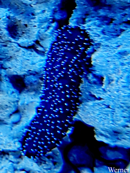 20250918_131331-S25_2025-09-18-do_vvk-Mech_2caps_Nausicaá_______