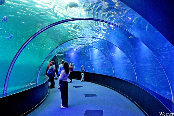 IMG_3628-12d_2025-09-18-do_vvk-Mech_2caps_Nausicaá_tunnel