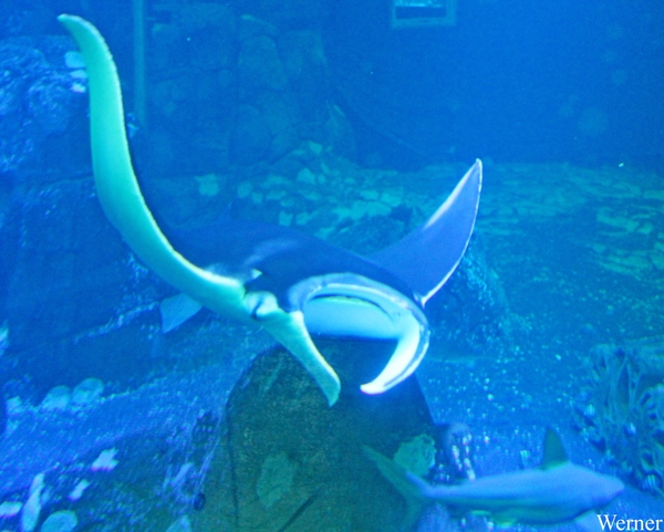 IMG_3639-12d_2025-09-18-do_vvk-Mech_2caps_Nausicaá_Mantarog_max-