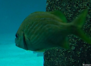 20250918_132133-S25_2025-09-18-do_vvk-Mech_2caps_Nausicaá_vis-QQ