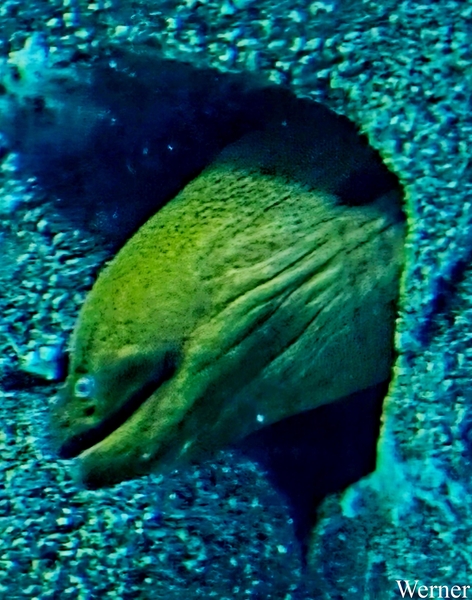 20250918_132218-S25_2025-09-18-do_vvk-Mech_2caps_Nausicaá_groene