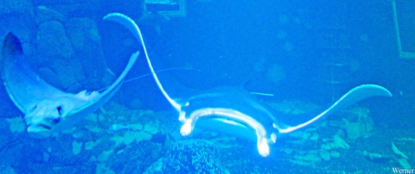 IMG_3641-12d_2025-09-18-do_vvk-Mech_2caps_Nausicaá_Mantarog_max-