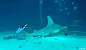 20250918_132239-S25_2025-09-18-do_vvk-Mech_2caps_Nausicaá_blauwe