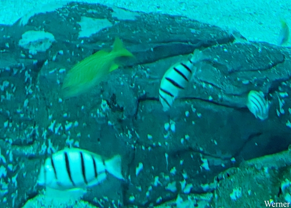 20250918_132253-S25_2025-09-18-do_vvk-Mech_2caps_Nausicaá_5band-