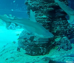 20250918_132428-S25_2025-09-18-do_vvk-Mech_2caps_Nausicaá_haai_Q