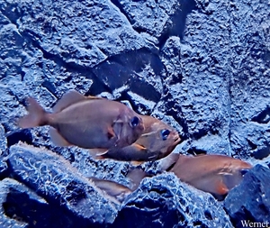 20250918_132744-S25_2025-09-18-do_vvk-Mech_2caps_Nausicaá_bruine