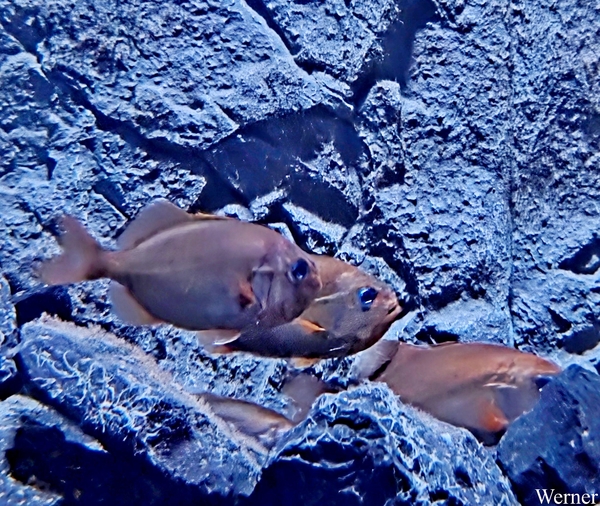 20250918_132744-S25_2025-09-18-do_vvk-Mech_2caps_Nausicaá_bruine