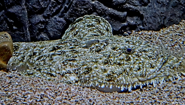 20250918_132818-S25_2025-09-18-do_vvk-Mech_2caps_Nausicaá_camouf