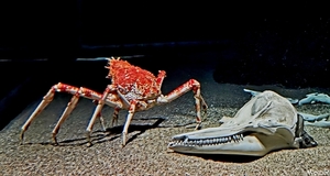 20250918_132858-S25_2025-09-18-do_vvk-Mech_2caps_Nausicaá_giant-