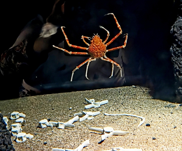 20250918_133015-S25_2025-09-18-do_vvk-Mech_2caps_Nausicaá_giant-