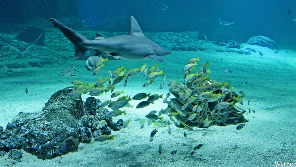 IMG_3660-12d_2025-09-18-do_vvk-Mech_2caps_Nausicaá_haai-@school