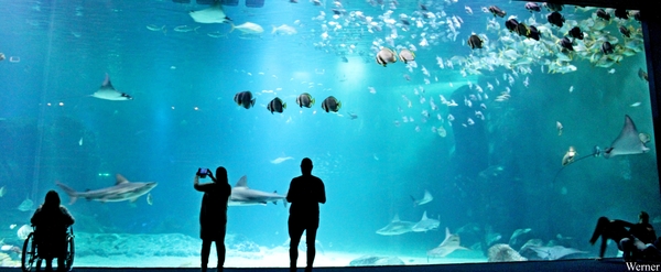 IMG_3662-12d_2025-09-18-do_vvk-Mech_2caps_Nausicaá_das-ne-visbak