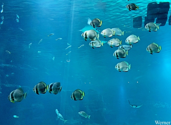 20250918_134013-S25_2025-09-18-do_vvk-Mech_2caps_Nausicaá_vis-sc