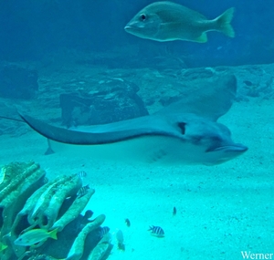 20250918_134055-S25_2025-09-18-do_vvk-Mech_2caps_Nausicaá_trekke