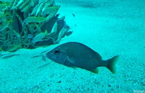 20250918_134106-S25_2025-09-18-do_vvk-Mech_2caps_Nausicaá_trekke