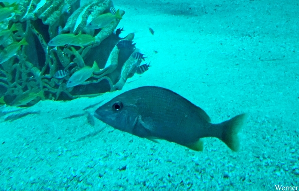 20250918_134106-S25_2025-09-18-do_vvk-Mech_2caps_Nausicaá_trekke