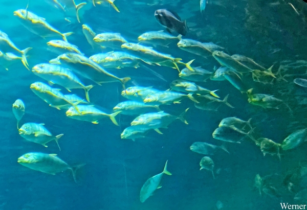 20250918_134135-S25_2025-09-18-do_vvk-Mech_2caps_Nausicaá_school