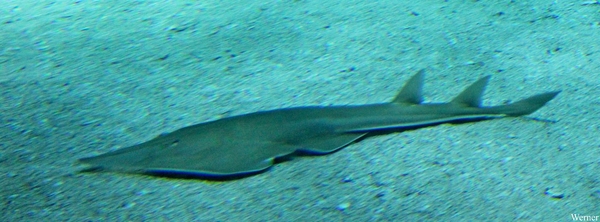 IMG_3665-12d_2025-09-18-do_vvk-Mech_2caps_Nausicaá_ikbenhierniet