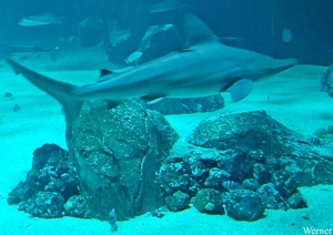 20250918_134142-S25_2025-09-18-do_vvk-Mech_2caps_Nausicaá_sportw