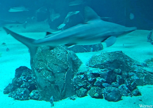 20250918_134142-S25_2025-09-18-do_vvk-Mech_2caps_Nausicaá_sportw